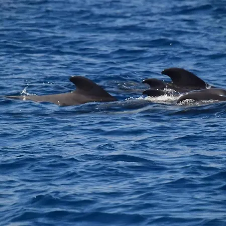 Casa Max Tenerife شقة La Mareta