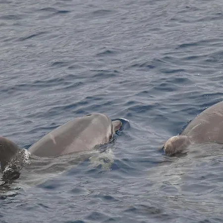 Casa Max Tenerife * La Mareta